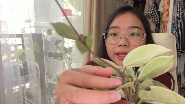 Perawatan Hoya Carnosa 'Crimson Queen' смотреть онлайн