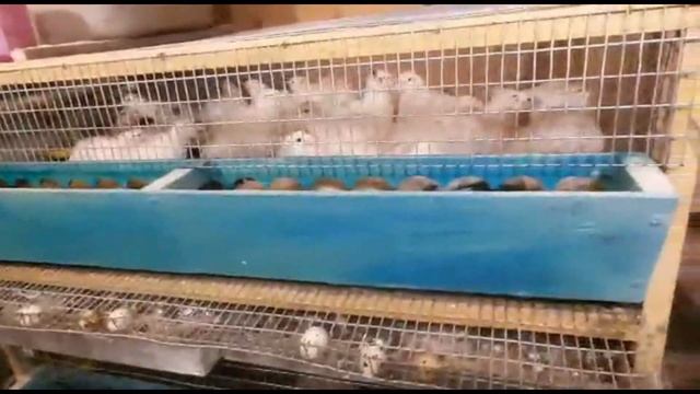 Выбор породы перепелов для себя