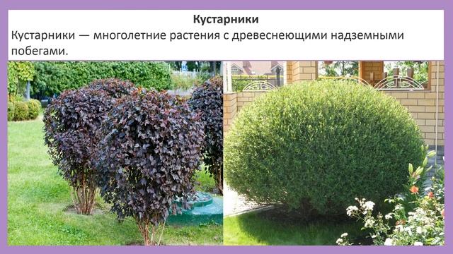 Разнообразие жизненных форм растений