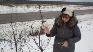 Как формировать и обрезать молодую яблоню ?