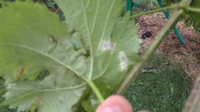 Виноград. Что делать после сильного града ? смотреть онлайн