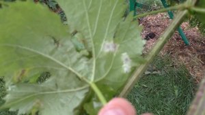 Виноград. Что делать после сильного  града ?