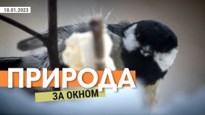 Природа за окном