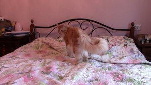 Мейн кун жжет. Кто в доме хозяин?