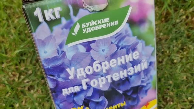 Хотите ОГРОМНЫЕ ШАПКИ? Сделайте ТАК С ГОРТЕНЗИЯМИ перед цветением