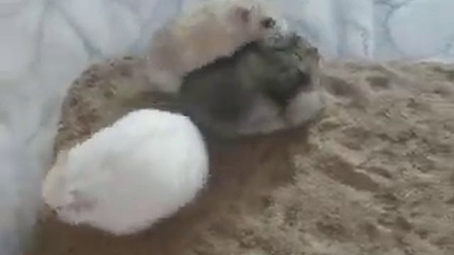ЗВУКИ ХОМЯКОВ Звуки хомяка Какие звуки издает хомяк Забавные джунгарские хомячки КАНАЛ ПРО ЖИВОТНЫХ