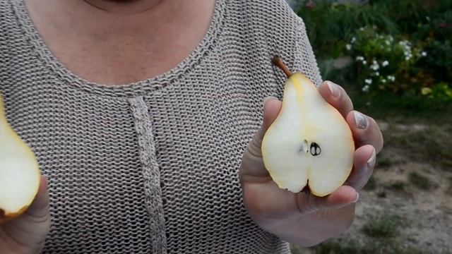 Груша Осінь Буковини ? смотреть онлайн