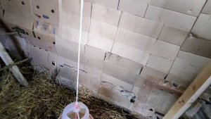 Утки начали нестись!!!