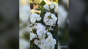 флокс Пина Колада