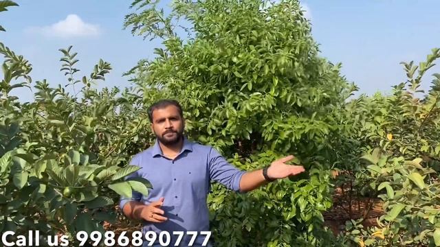 Sandalwood with Guava Plot смотреть онлайн