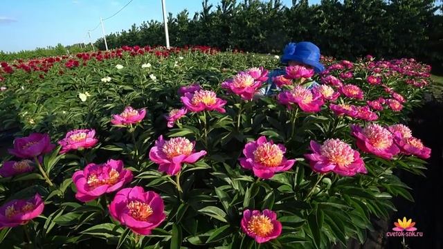 Пионы гибридизатора Уайлда. Часть 2 / Сад Ворошиловой смотреть онлайн