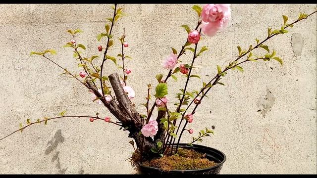 Предбонсай Луизиания (Миндаль трехлопастной)