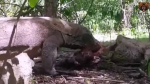 Komodo Dragon Swallow Baby Deer Ripped From Mother Womb & Eat Mom Alive NOT For   Комодский дракон