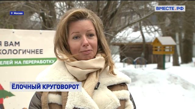 Переработка новогодних деревьев - цикл хвойных в биоэкономике. Ель в переработку, репортаж