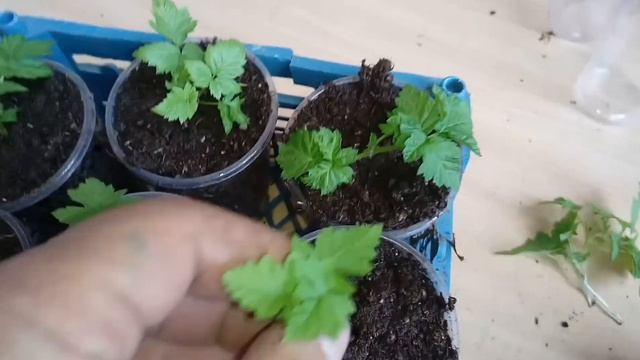 Размножение малины Самохвал и Поемат, корневыми черенками!