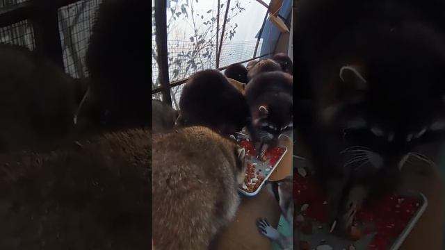кто и как у нас появился.#помощьбездомнымживотным #ямыилюша #raccoon #анапа #reels #море #енотики смотреть онлайн