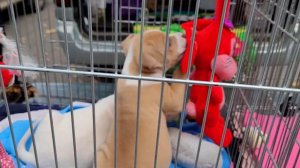 СОБАЧИЙ РЫНОК в ОДЕССЕ. СТАРОКОННЫЙ РЫНОК. ПОКУПАЕМ СОБАКУ! Породы собак и котов