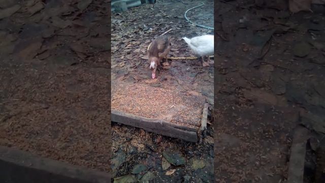 Как определить пол уток. Когда будет забой уток. смотреть онлайн