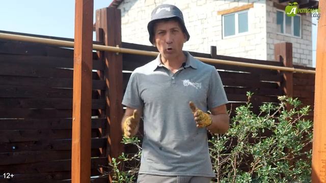 Муравьи в огороде: как бороться и уничтожить за одну обработку