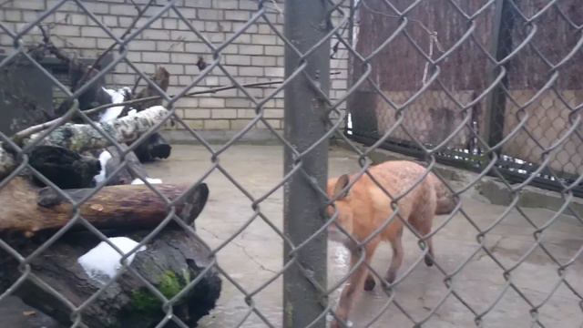 Лиса в Таллинском зоопарке смотреть онлайн