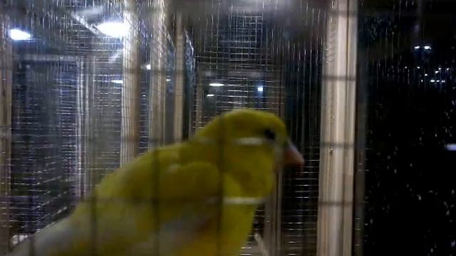 Канарейка и щегол в ЧыпЧык Парке смотреть онлайн