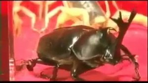 Опасные животные. Дикие животные. Скорпион против жука  носорога