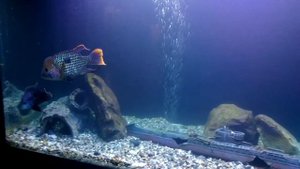 Бирюзовая Акара