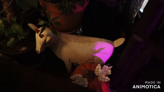 How Indiana looks in the Fall Time & Meet our indoor pets смотреть онлайн