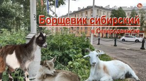 Борщевик сибирский на севере России в Северодвинске / Борщ из борщевика