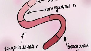 Анатомия тонкой кишки