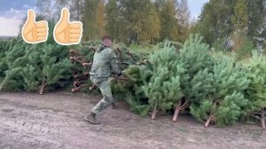 Заготовка новогодней сосны 2022