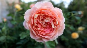 My new collection//Grandiflora rose//Fun in the Sun
