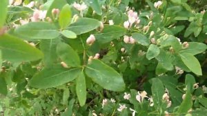 Медоносы Степей. Жимолость Татарская - медонос между жёлтой и белой акациями. Поддерживающий взяток