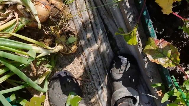 Посадка лука в гребни оправдалась! Отличный урожай. Чеснок с кулак. Плетём луковую косу