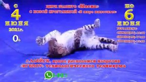 Цирк шапито "Маска" В Алейске