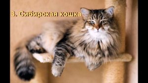 Топ 10 Самых красивых кошек в мире