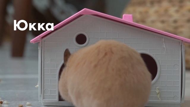 Обзор корма для хомяков Fiory Superpremium Hamsters