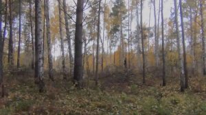 Поход в лес за грибами Опёнок осенний все виды опят 22 сентября 2017  Сибирь тайга охота Сбор грибо