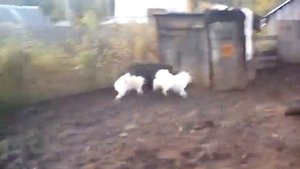 Натаска собак по кабану