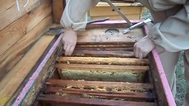 СОБИРАЕМ ПЧЕЛИНОЕ ГНЕЗДО В ВЕЧЕРНЕЕ ВРЕМЯ... УХИЩРЕНИЕ ОТ ВОРОВКИ смотреть онлайн