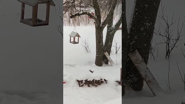 Воробьи прилетели на обед