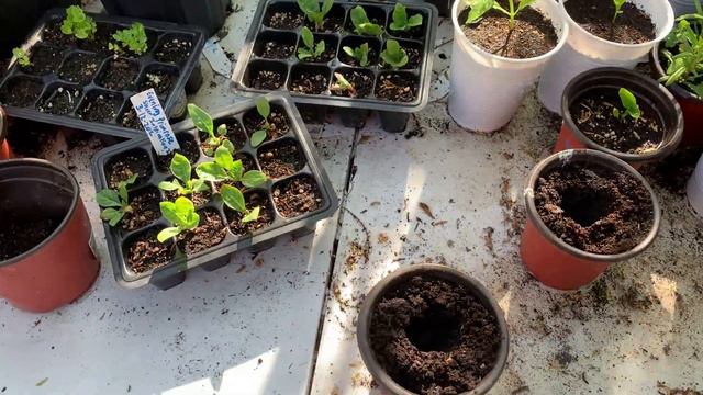 Evening Primrose 2020 Vid 36 