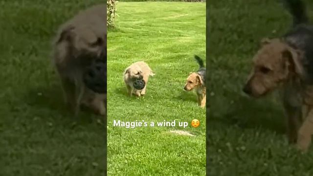 🐾 Terrier Tag: Maggie's Ball Tactics Drive Bob Crazy! 🐕🎾 #lakelandterrier #borderterrier #dogs