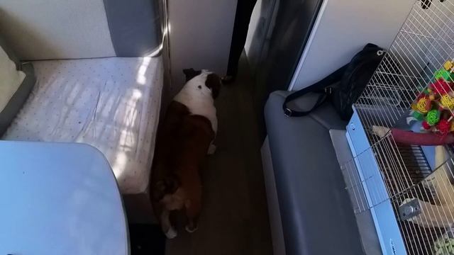 ep.136 speriamo di sbagliarci perchè anche questa non ci vuole proprio... смотреть онлайн