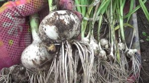 Рокомболь ,сбор урожая. ВПЛ.