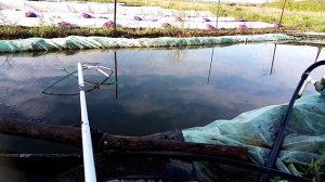 Кормление рыбы.