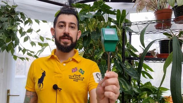 Philodendron Burle Marx Variegata, growing a large plant смотреть онлайн