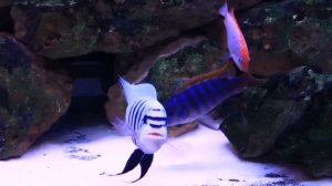 Beautiful Aquarium Fish - Male African Cichlid Showing Dominance (Mbuna)