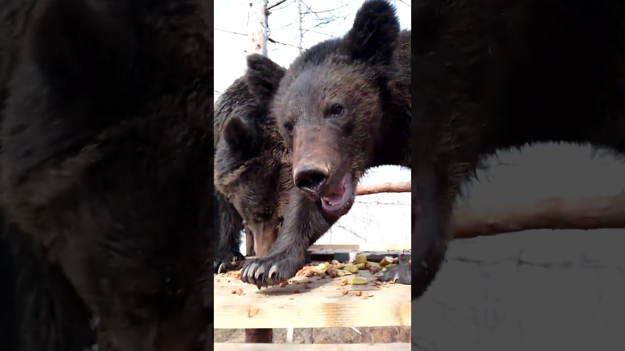 У медведей весеннее обострение. #медведь #bear