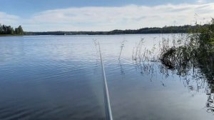 Березово. Ловим Краснопёрку, Щуку и Форель.